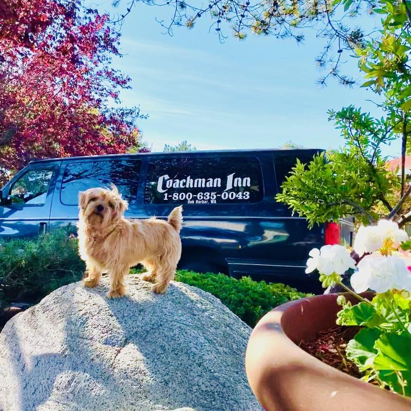 Coachman Inn & Suites image