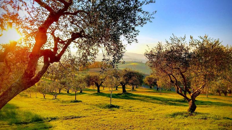 Il Querceto - B&B e Appartamenti Vacanze image
