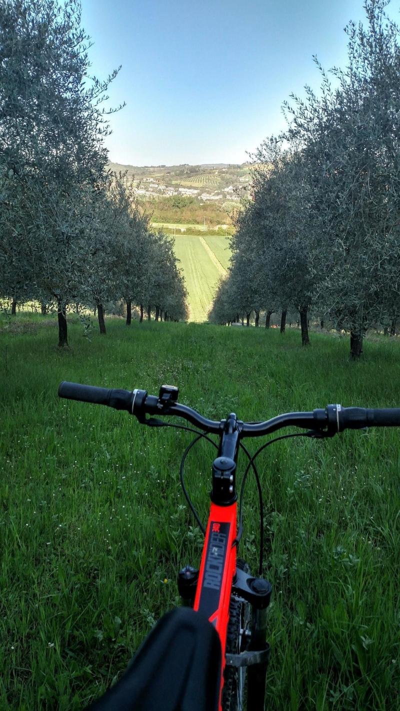 Il Querceto - B&B e Appartamenti Vacanze image