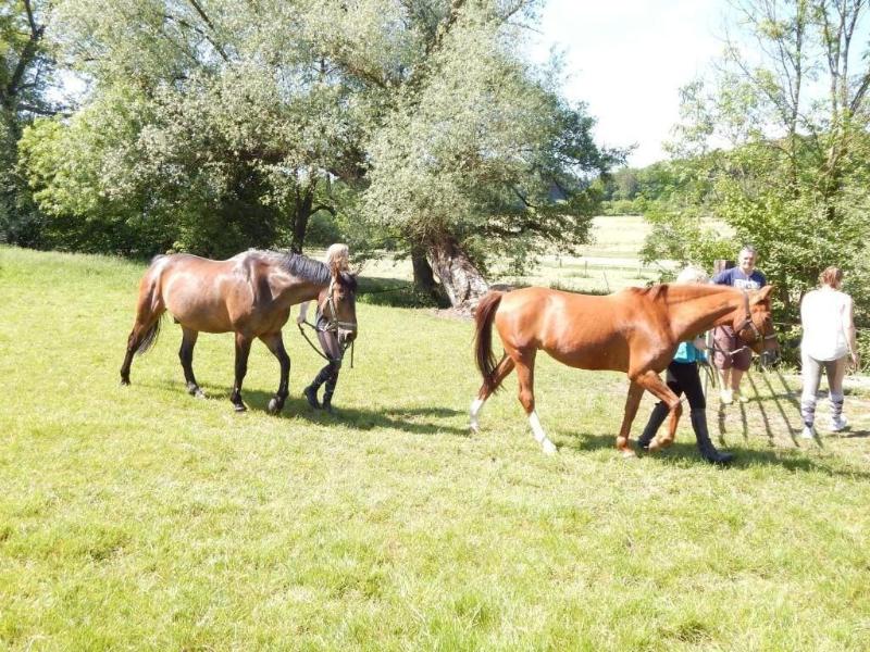Reiter- und Ferienhof Redder image