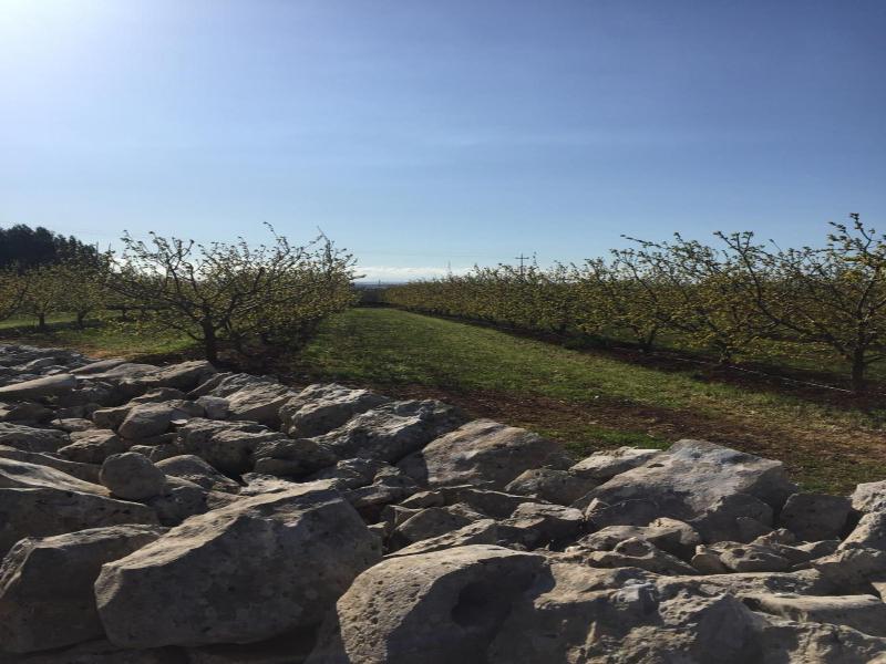 Masseria Gravelle image