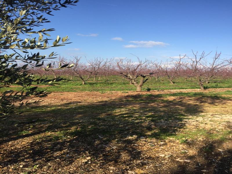 Masseria Gravelle image