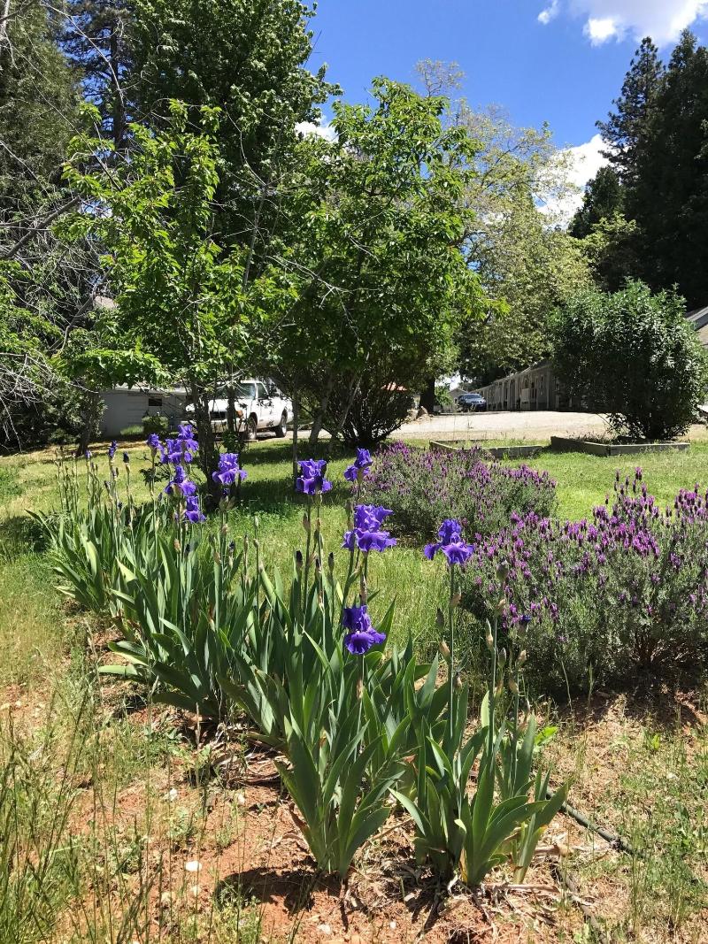 The Pines Motel And Cottages image