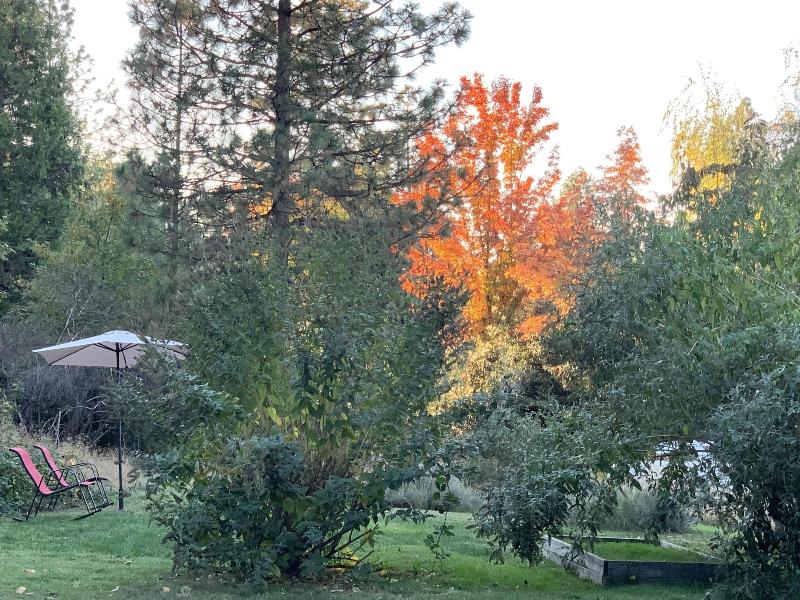 The Pines Motel And Cottages image
