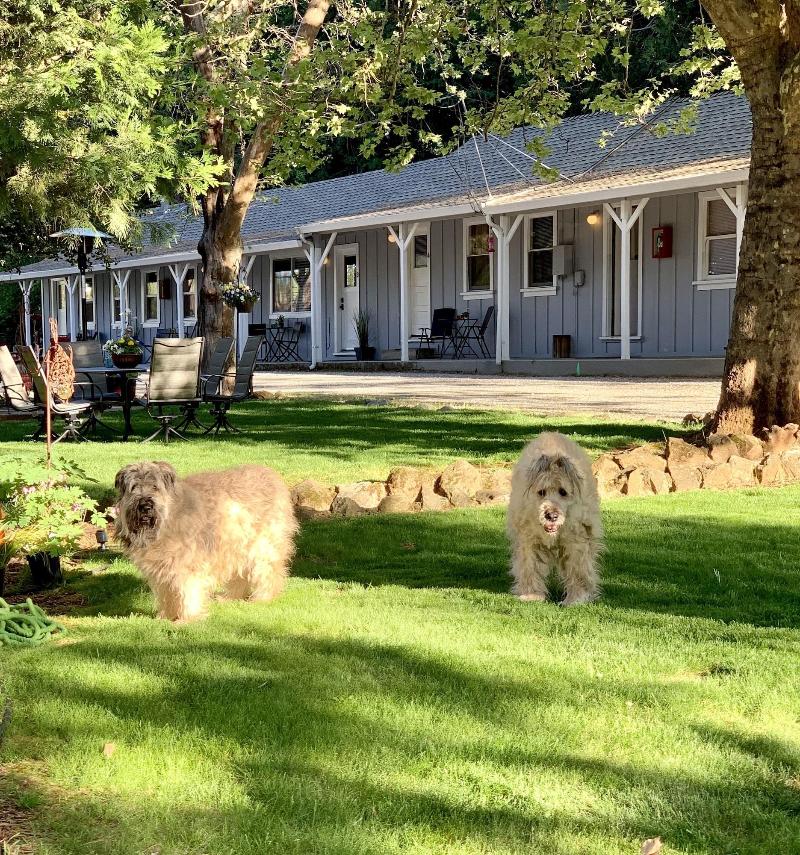 The Pines Motel And Cottages image