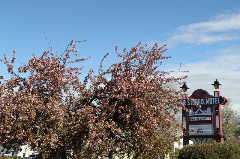 The Sturgis Motel image