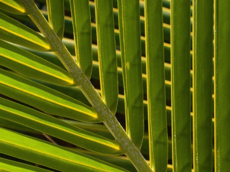 Firefly Plantation Bequia image