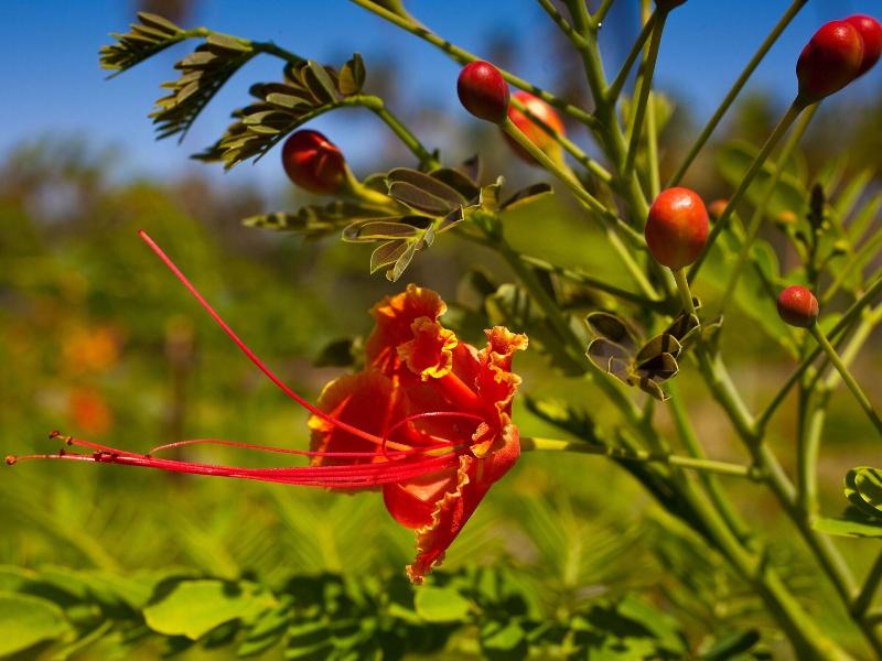 Firefly Plantation Bequia image
