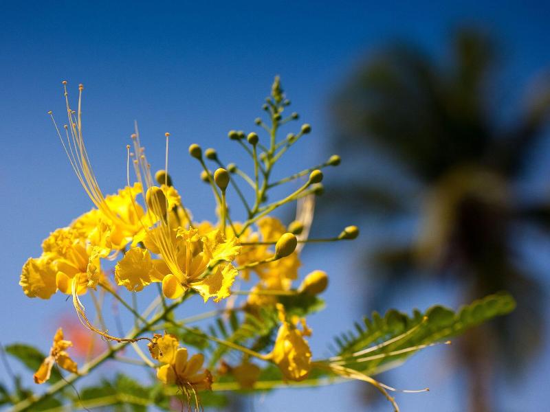 Firefly Plantation Bequia image
