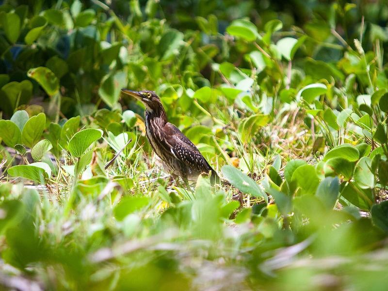 Firefly Plantation Bequia image