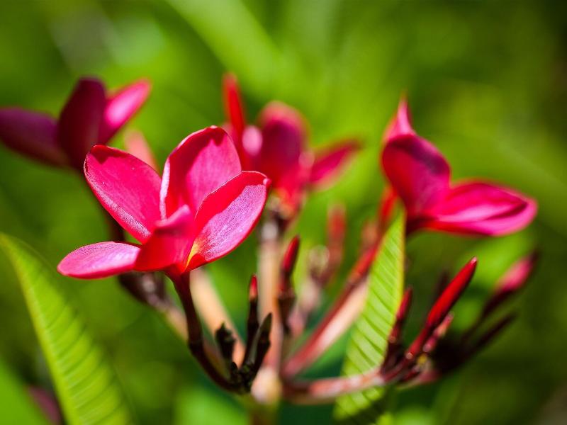Firefly Plantation Bequia image