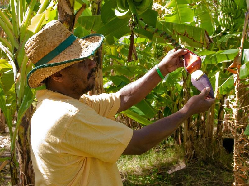 Firefly Plantation Bequia image