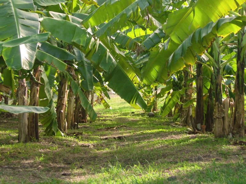 Firefly Plantation Bequia image