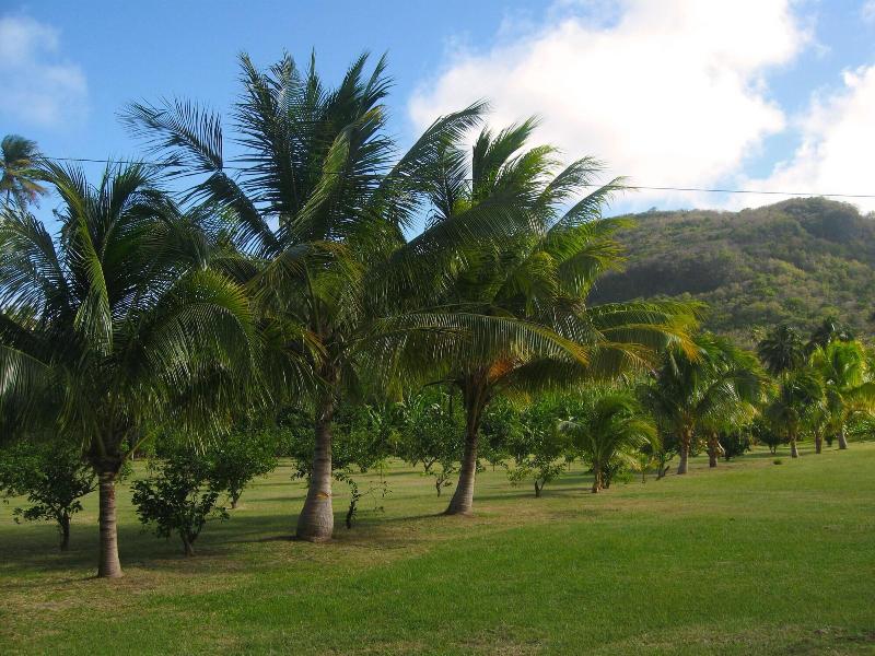 Firefly Plantation Bequia image