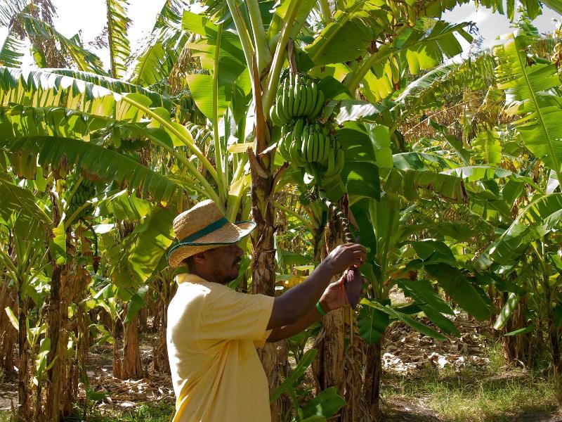 Firefly Plantation Bequia image