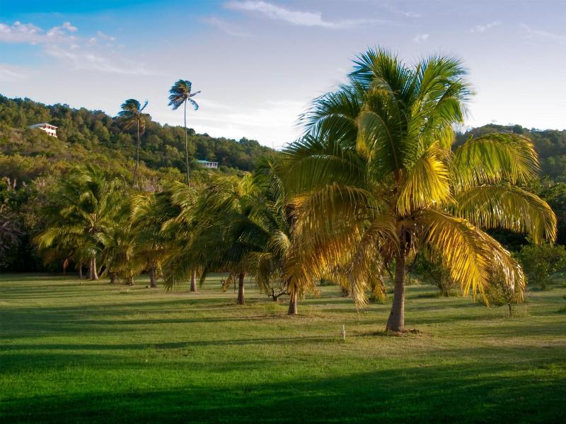 Firefly Plantation Bequia image