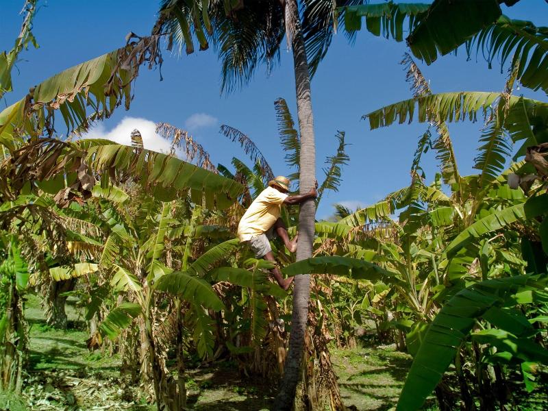 Firefly Plantation Bequia image