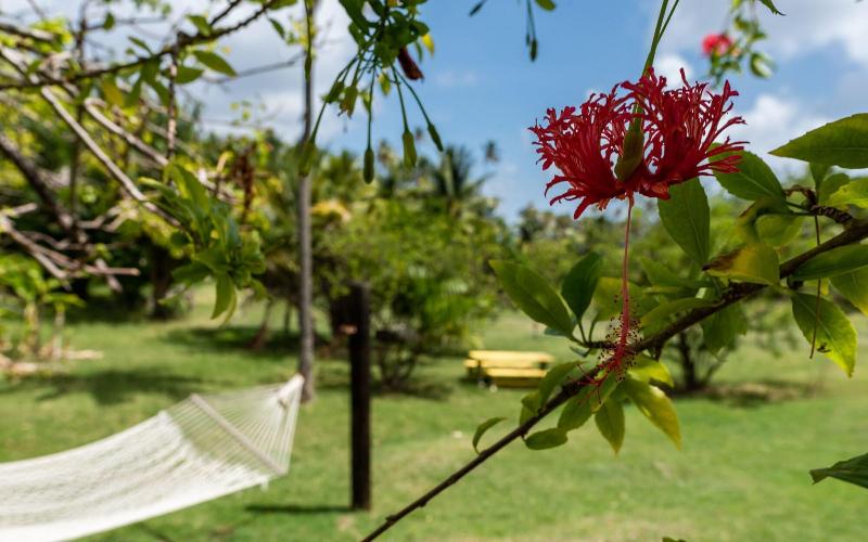 Firefly Plantation Bequia image