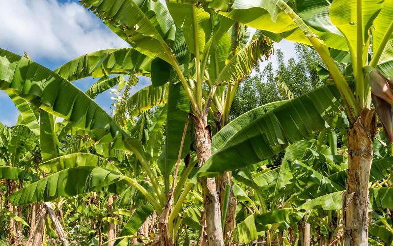 Firefly Plantation Bequia image
