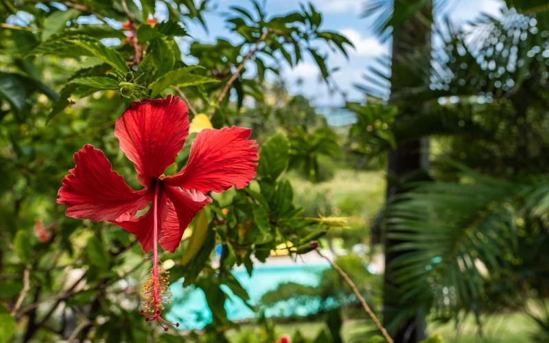 Firefly Plantation Bequia image