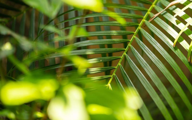 Firefly Plantation Bequia image