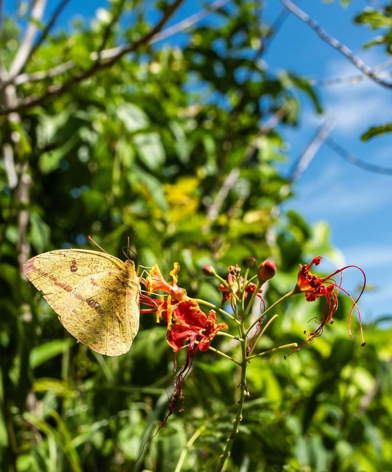 Firefly Plantation Bequia image