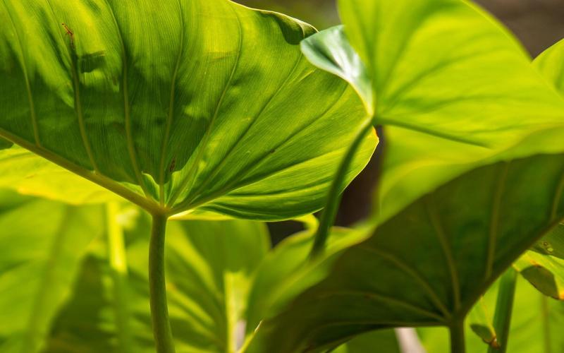 Firefly Plantation Bequia image