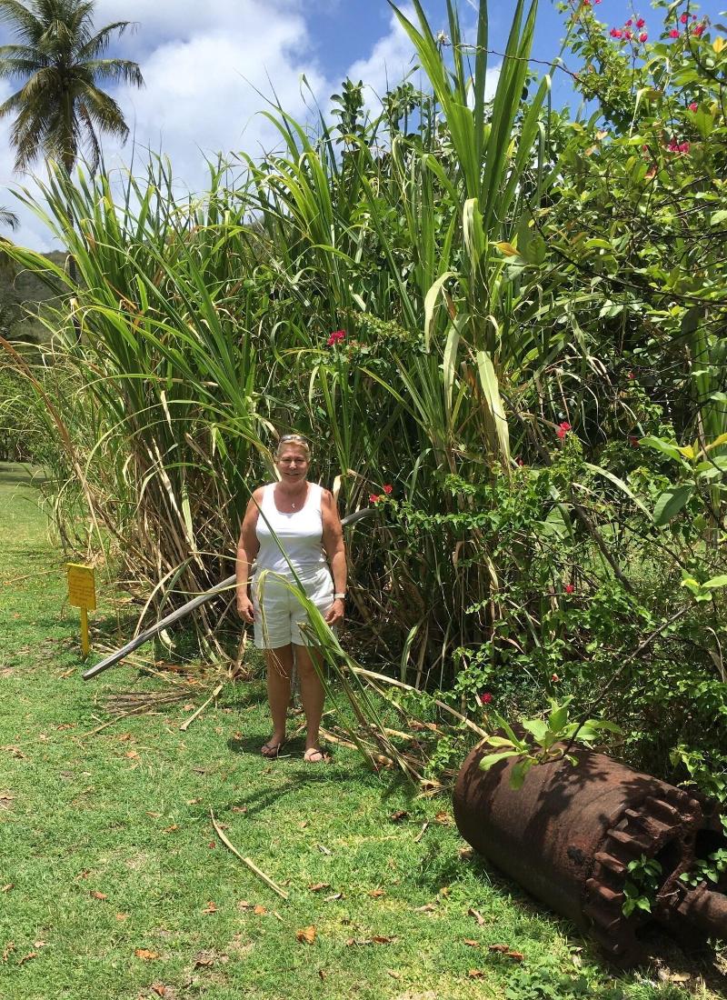 Firefly Plantation Bequia image