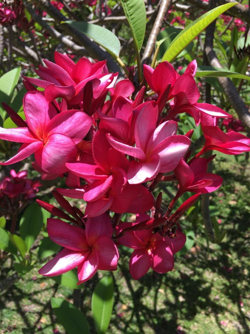 Firefly Plantation Bequia image