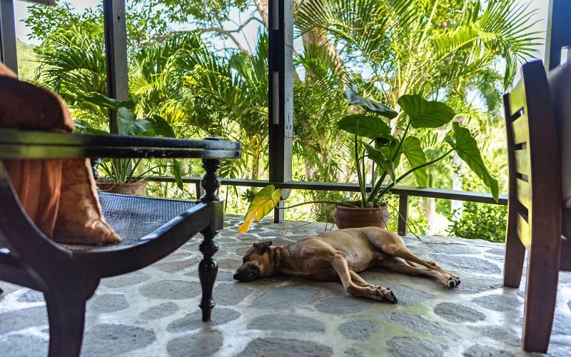 Firefly Plantation Bequia image