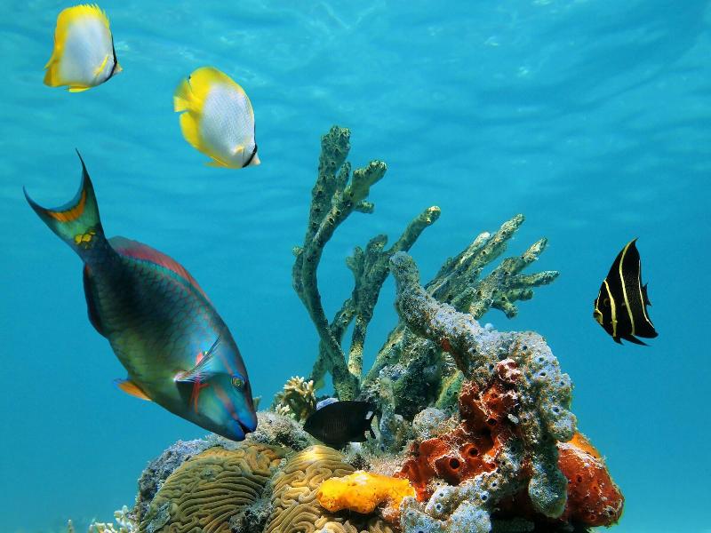 Firefly Plantation Bequia image