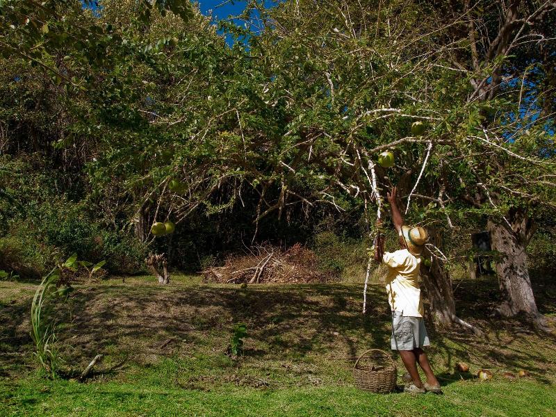 Firefly Plantation Bequia image