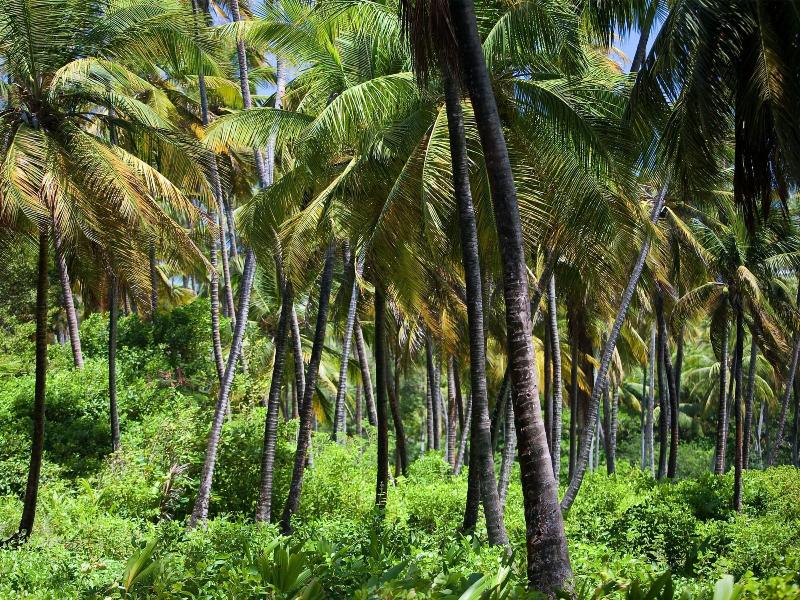 Firefly Plantation Bequia image