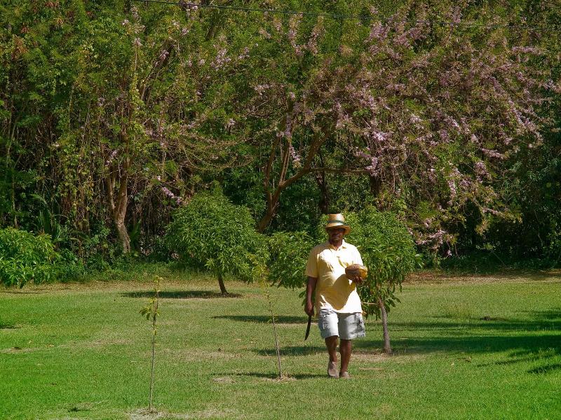 Firefly Plantation Bequia image
