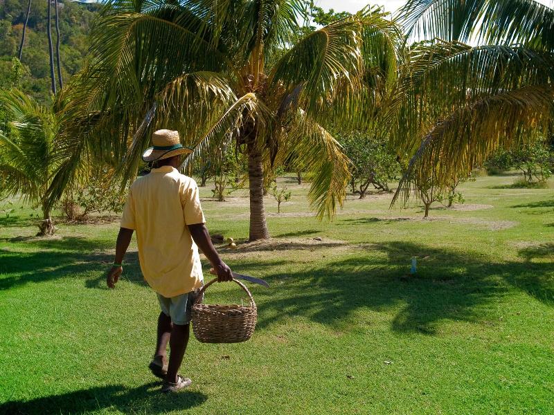 Firefly Plantation Bequia image