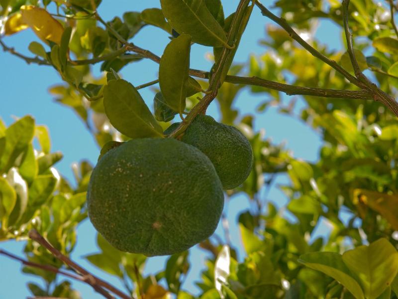 Firefly Plantation Bequia image