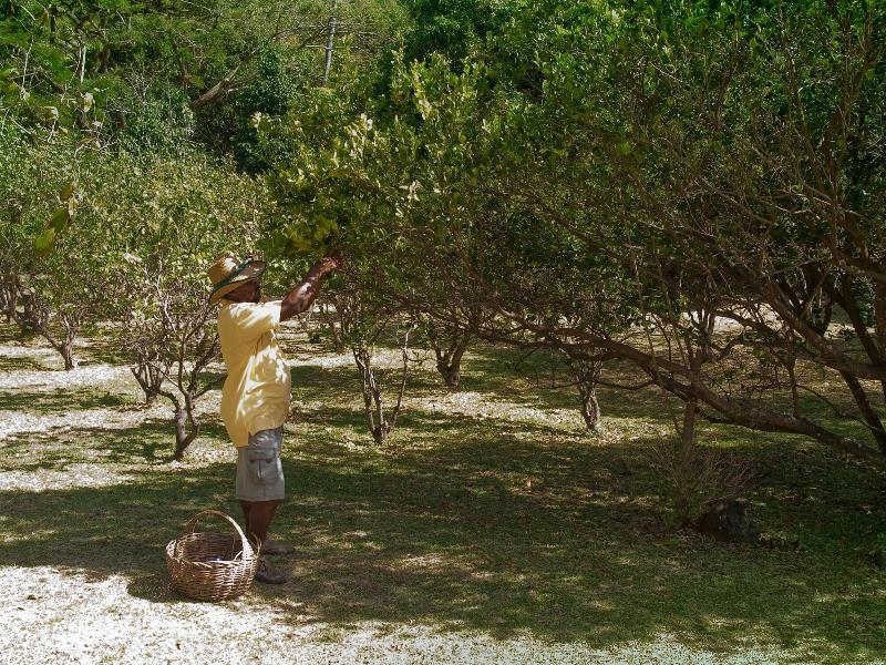 Firefly Plantation Bequia image