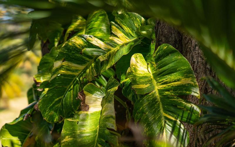 Firefly Plantation Bequia image