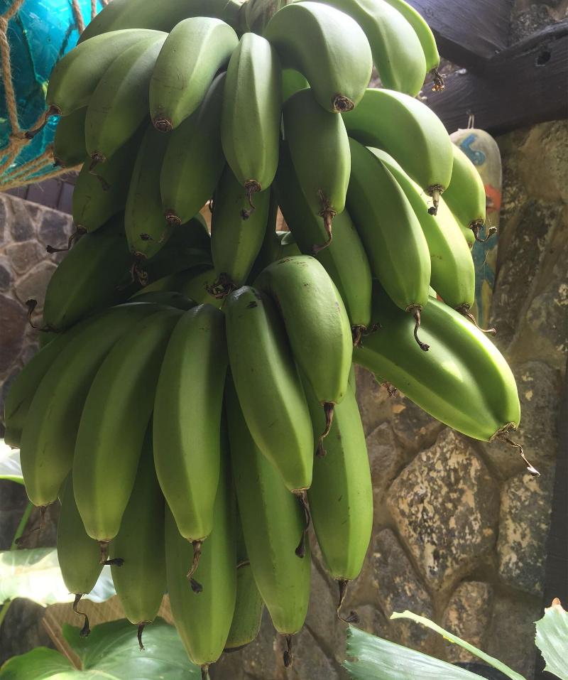 Firefly Plantation Bequia image