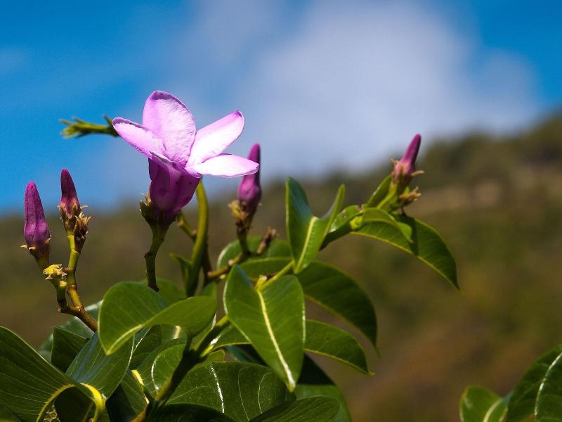 Firefly Plantation Bequia image