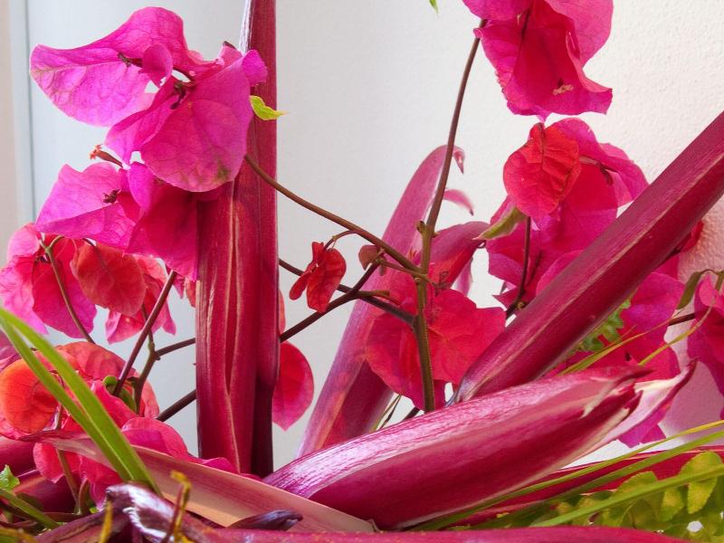 Firefly Plantation Bequia image