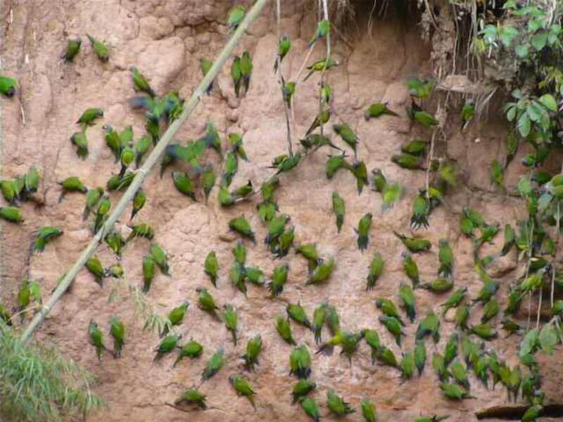 Paradise Amazon Lodge & Adventure