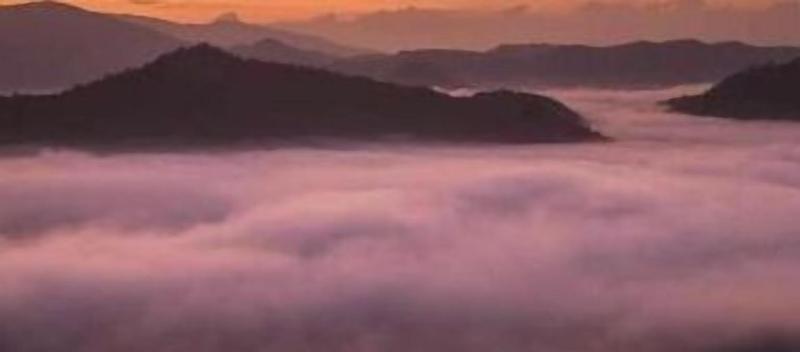 Forest Guesthouse image