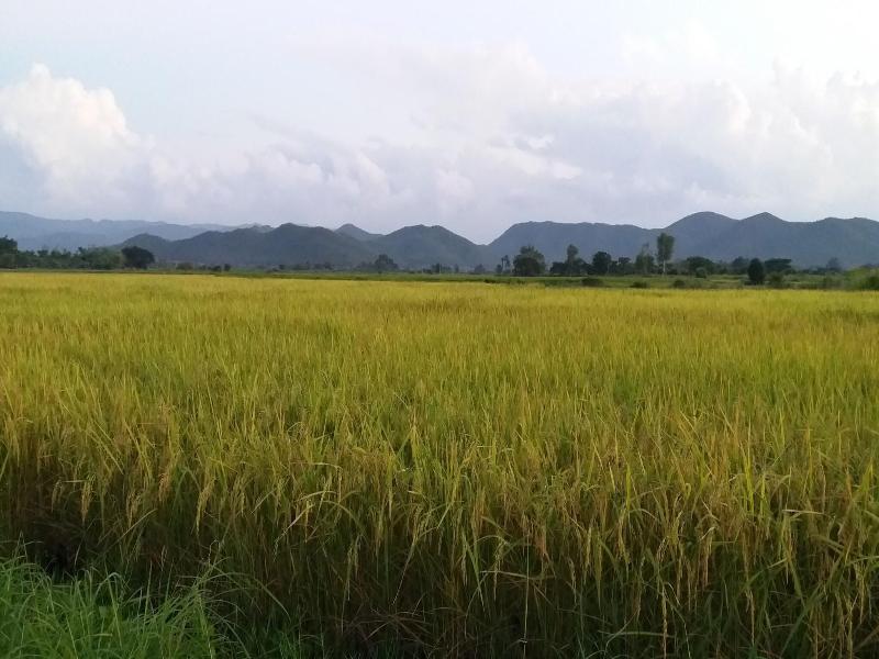 Baan Saun Homestay By Lamyai Khunmae