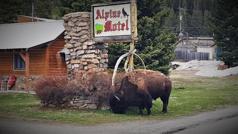 Alpine Motel image