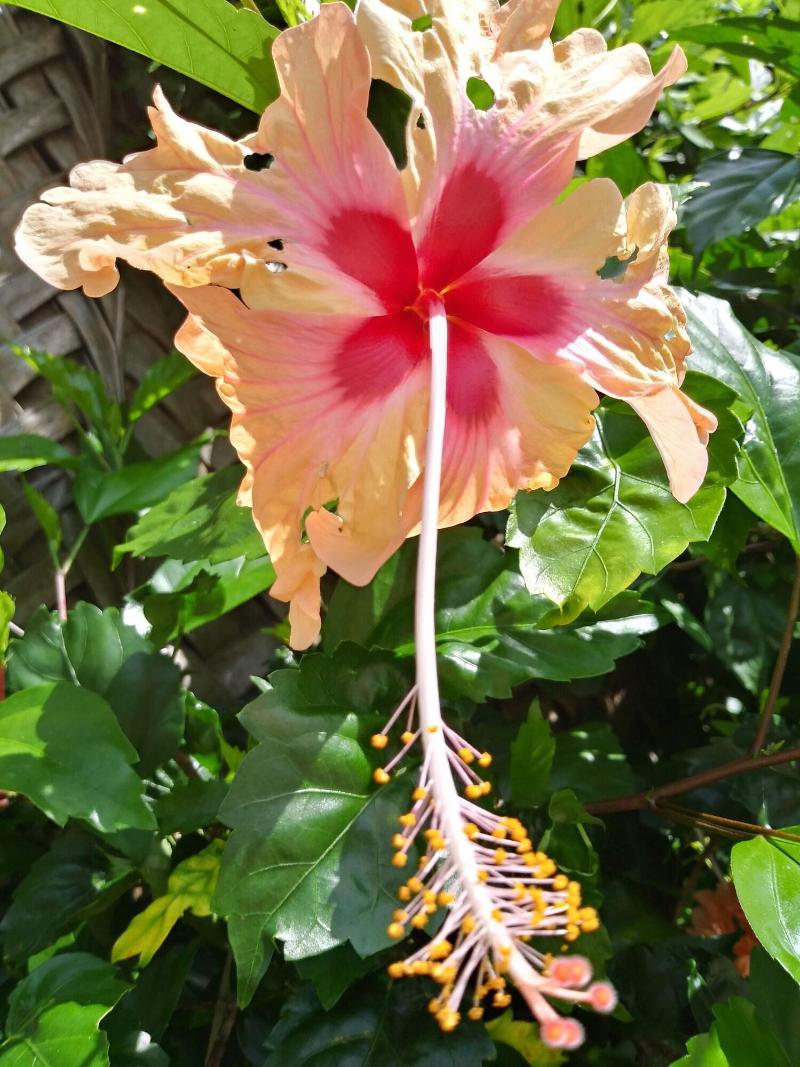 Marafiki Bungalows image