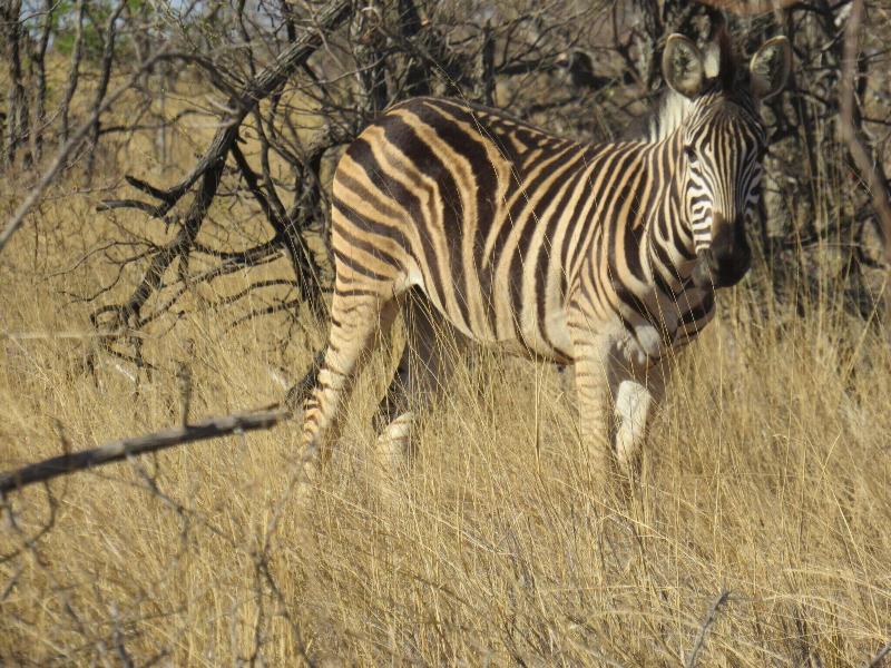 The Baobab Bush Lodge image