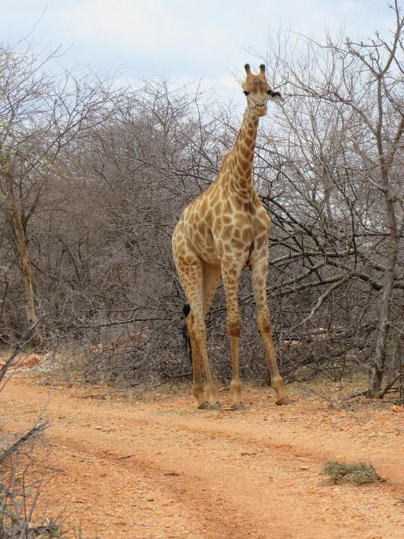 The Baobab Bush Lodge image