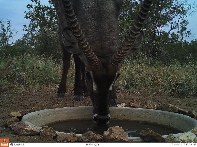 The Baobab Bush Lodge image