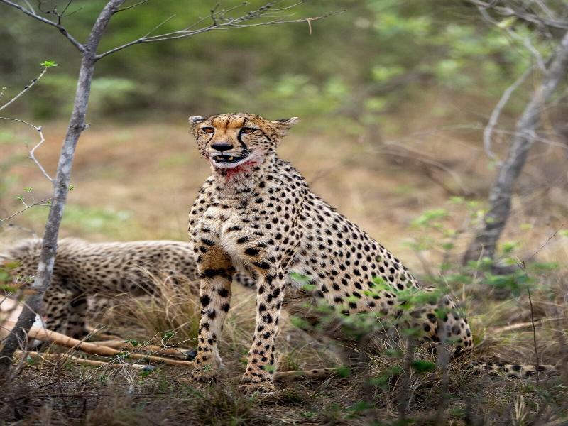 Sediba Luxury Safari Lodge, Vaalwater